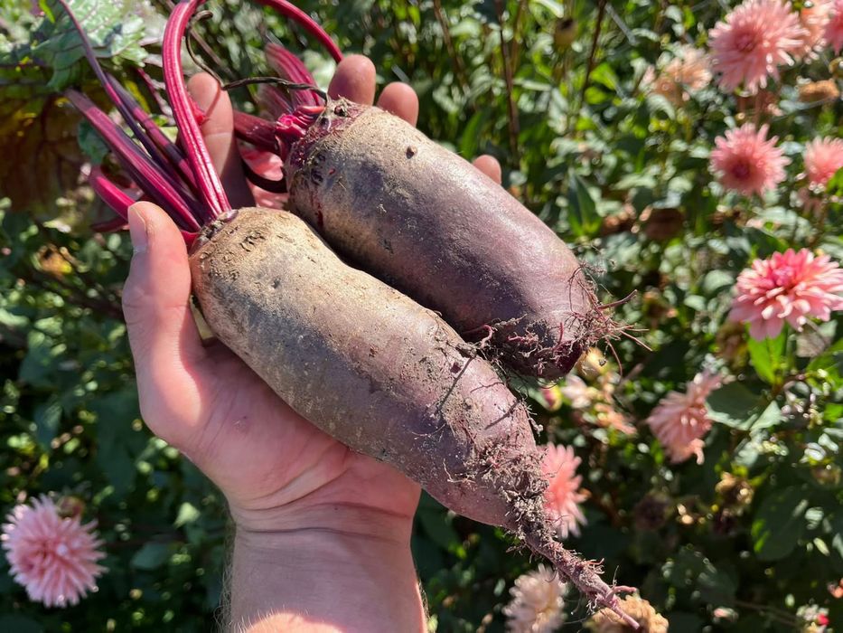 Buraki ćwikłowe bez chemii z własnych upraw