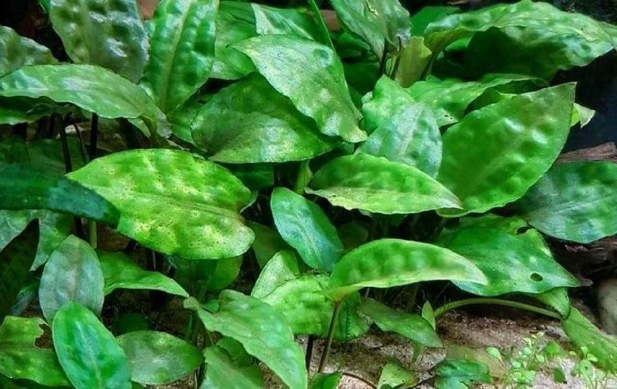 Cryptocoryne pontederiifolia - vs. Kryptokoryna sercolistna.