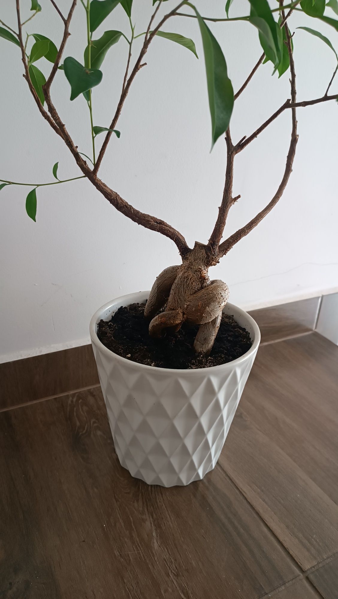 Fikus bonsai 44 cm od donicy