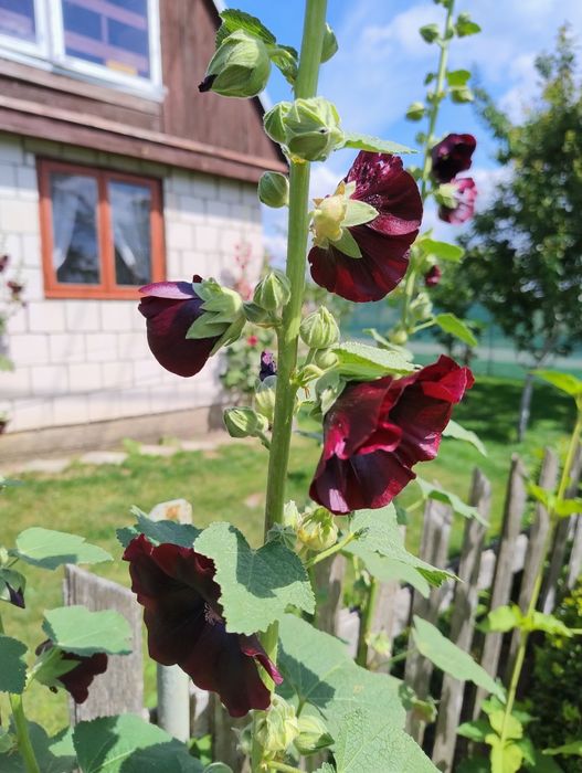 Malwa ogrodowa losowe kolory sadzonek w doniczkach P9