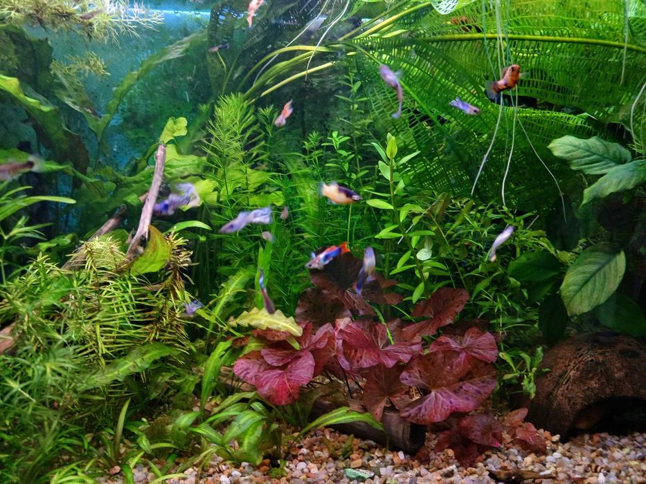 Меченосец, моллінезія, хелени, рослини