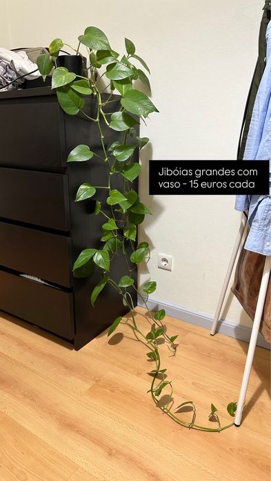 Plantas com Vaso (Costela de Adão, Mostera, etc)
