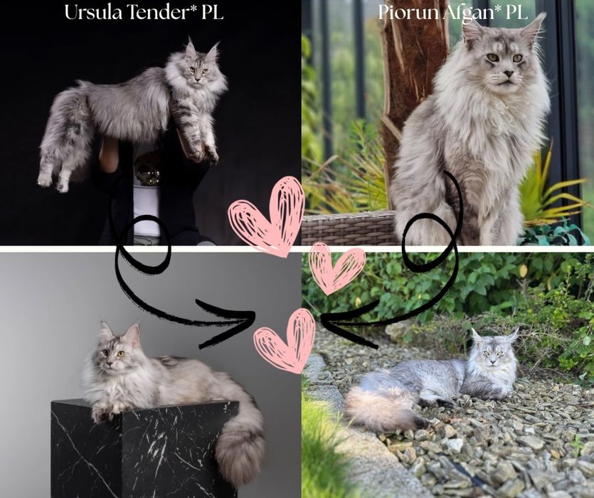 Kotka Maine Coon FPL szylkretka czarna srebrzysta