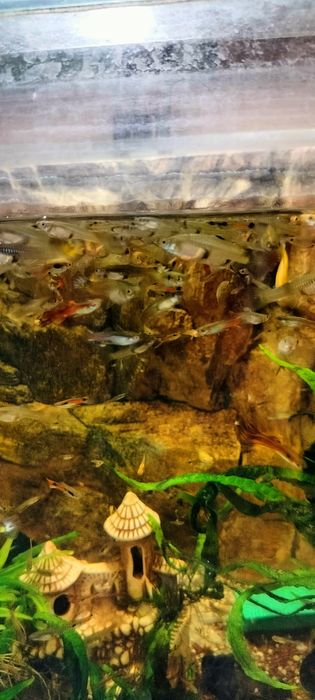 Gupiki endlera narybek