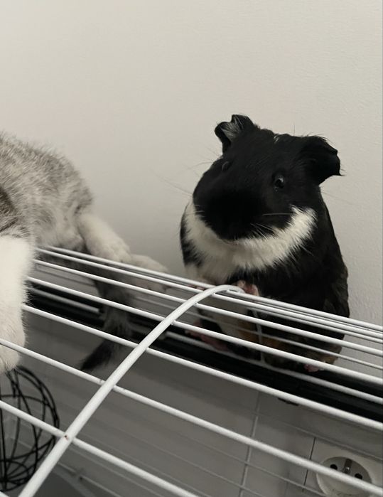 Oddam swinke morską