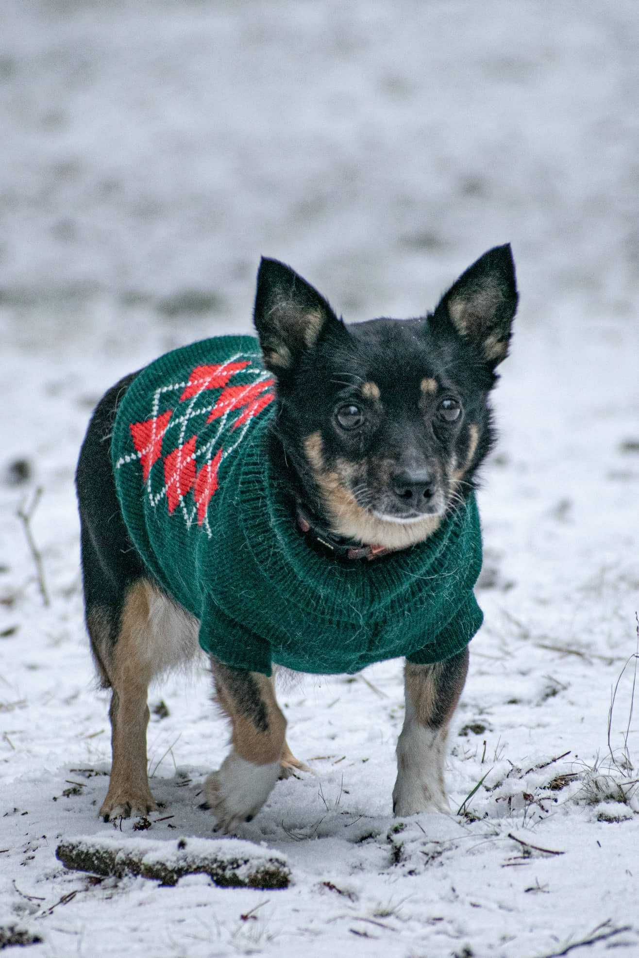 Lola - malutka księżniczka czeka na nowy dom