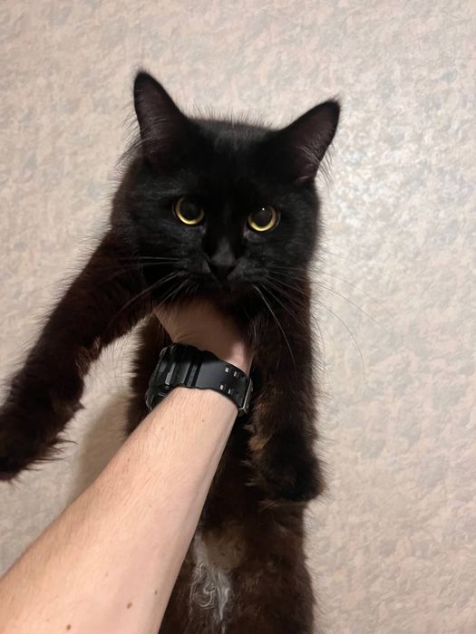 Отдам кошечку в добрые руки