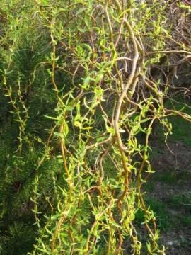 Wierzba Salix Mandżurska