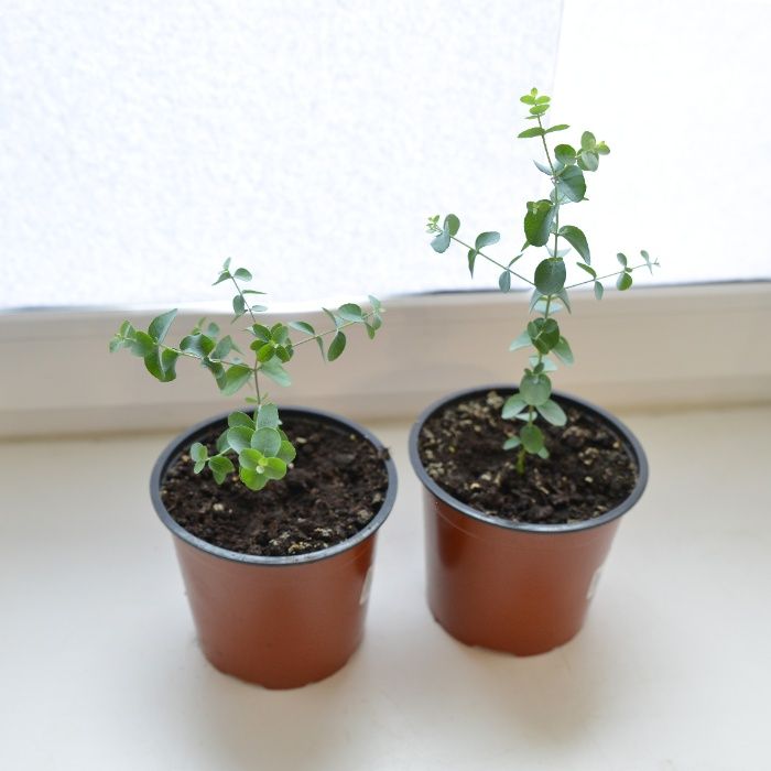 Эвкалипт припудренный Eucalyptus pulverulenta , Гунни Eucalyptus gunni
