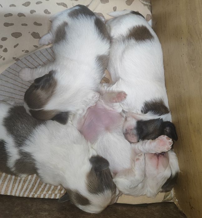 Shih tzu do rezerwacji