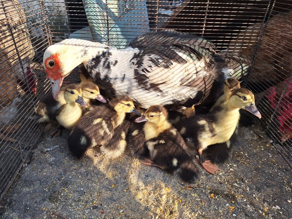 Patos mudos novos