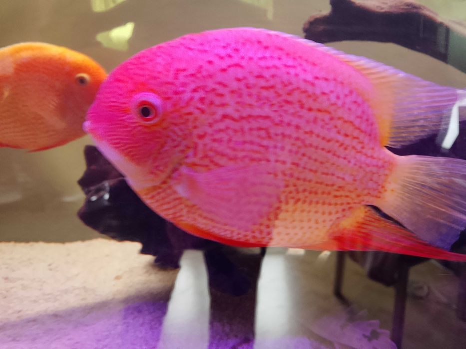 Pielęgnica severum