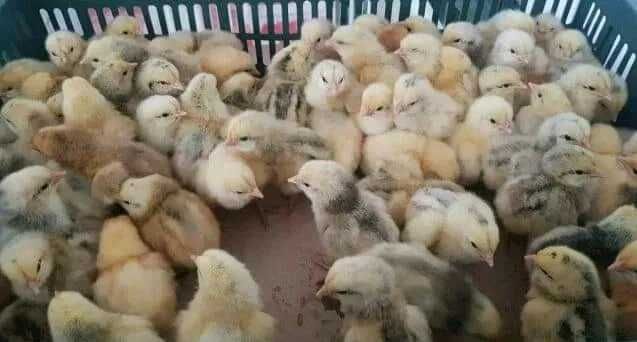 Цыплята, перепелы, корма