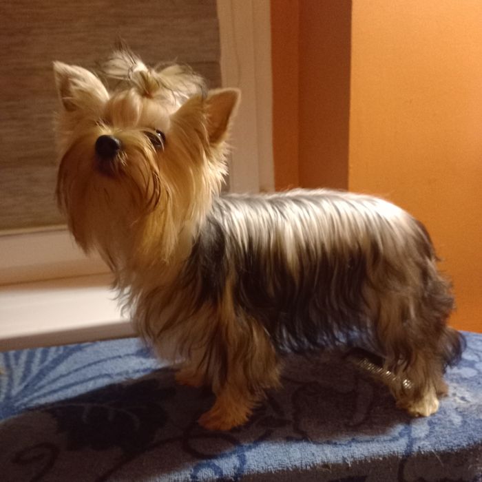 Suczka Yorkshire terrier FCI
