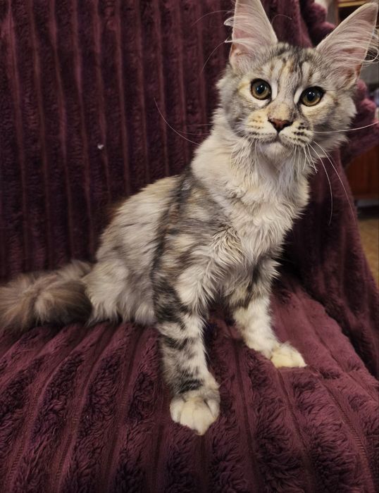 Мейн-Кун кошенята