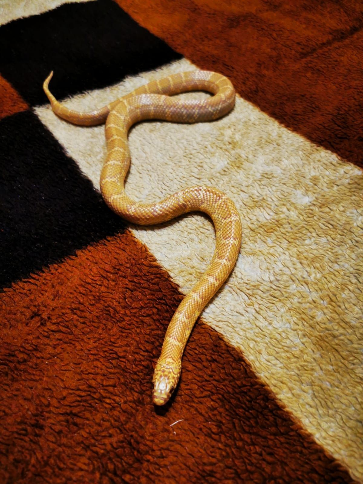 Kalifornijski wąż królewski samica lampropeltis californiae