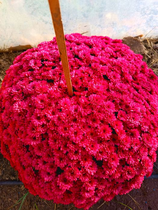 Chryzantemy drobno kwiatowe