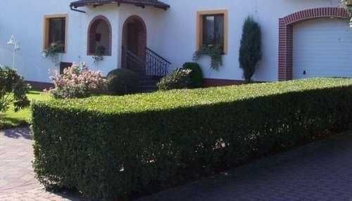 Ałycza ligustr Żywopłot szybko rosnący 100cm rocznie EXTRA sadzonki