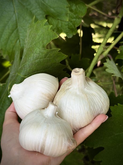 Часник Рокамболь