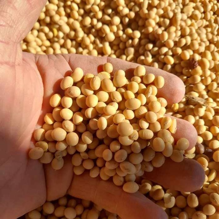 Sprzedam soję abaka