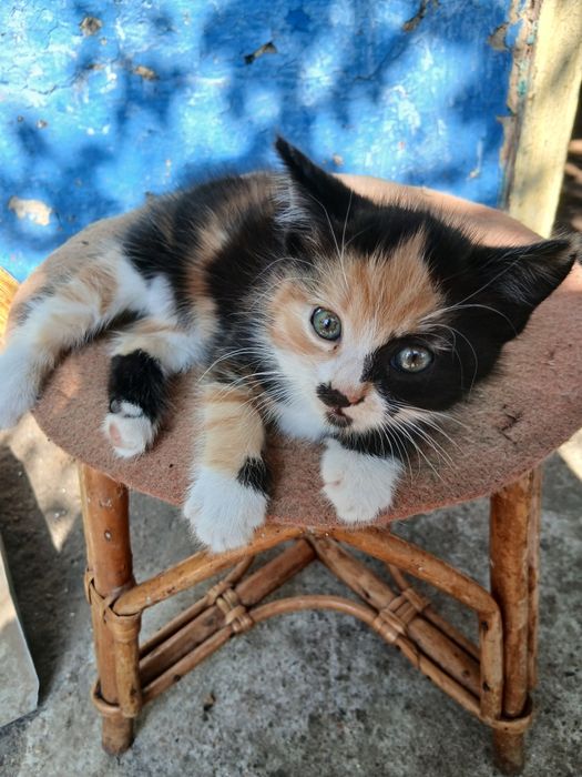Віддам в добрі руки кошеня