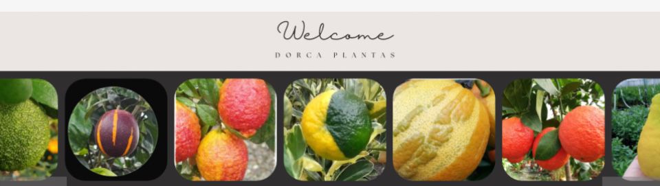 Citrinos Raros Plantas Certificadas