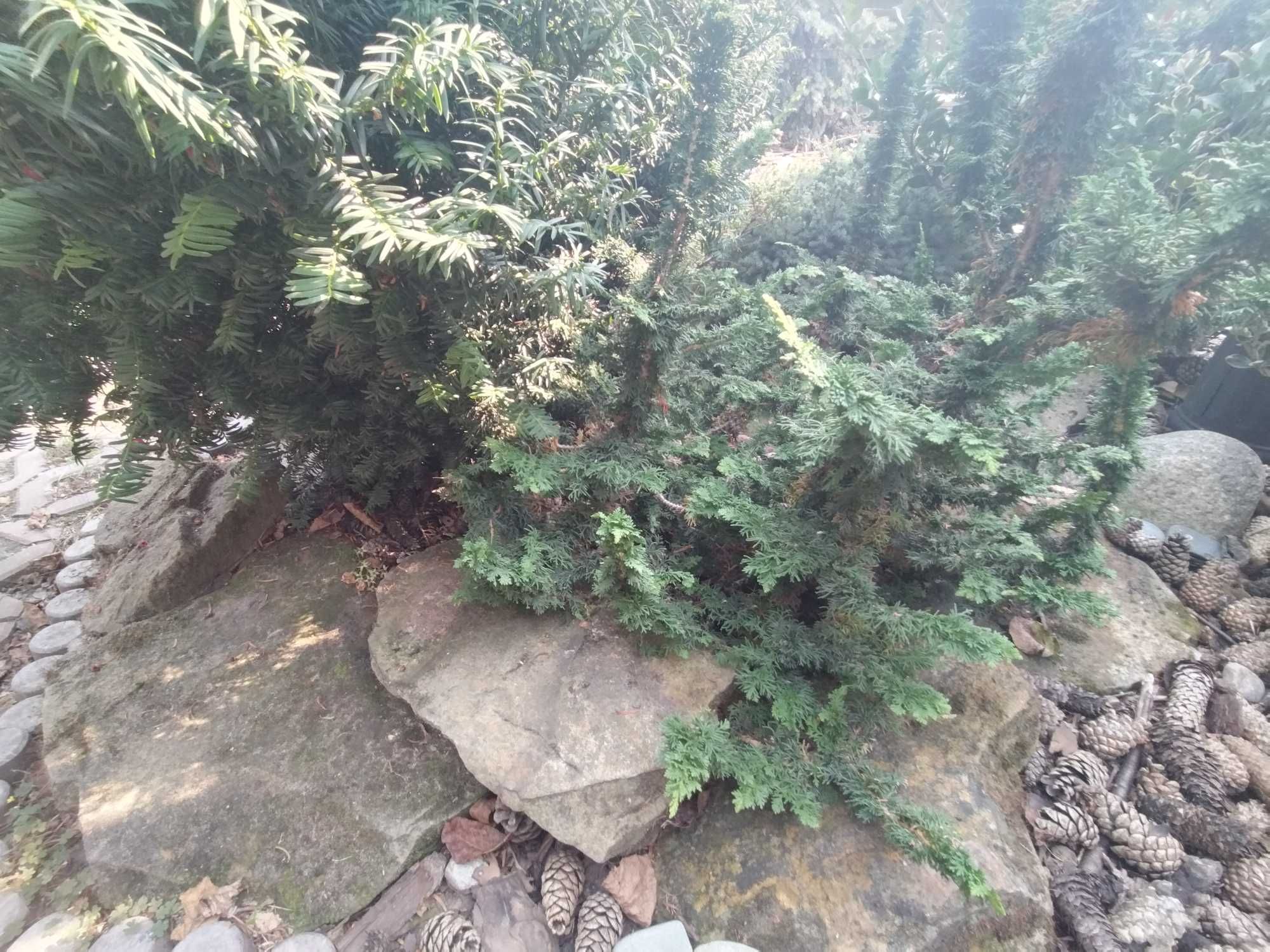 Skalniak z kamieni z piaskowca i z nasadzeniami