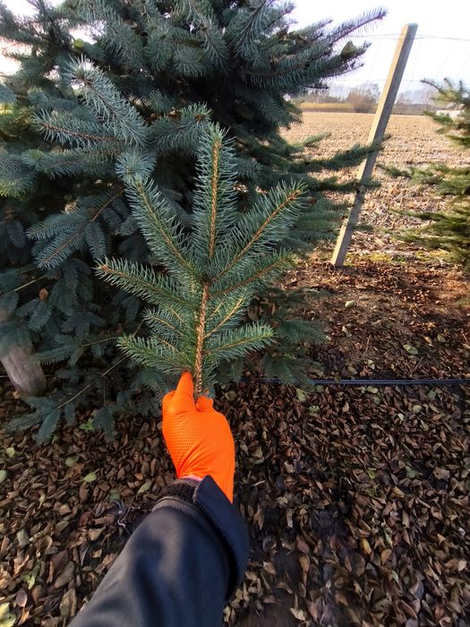 Gałęzie świerkowe świerk srebrny stroisz srebrne gałęzie stroiki 1kg