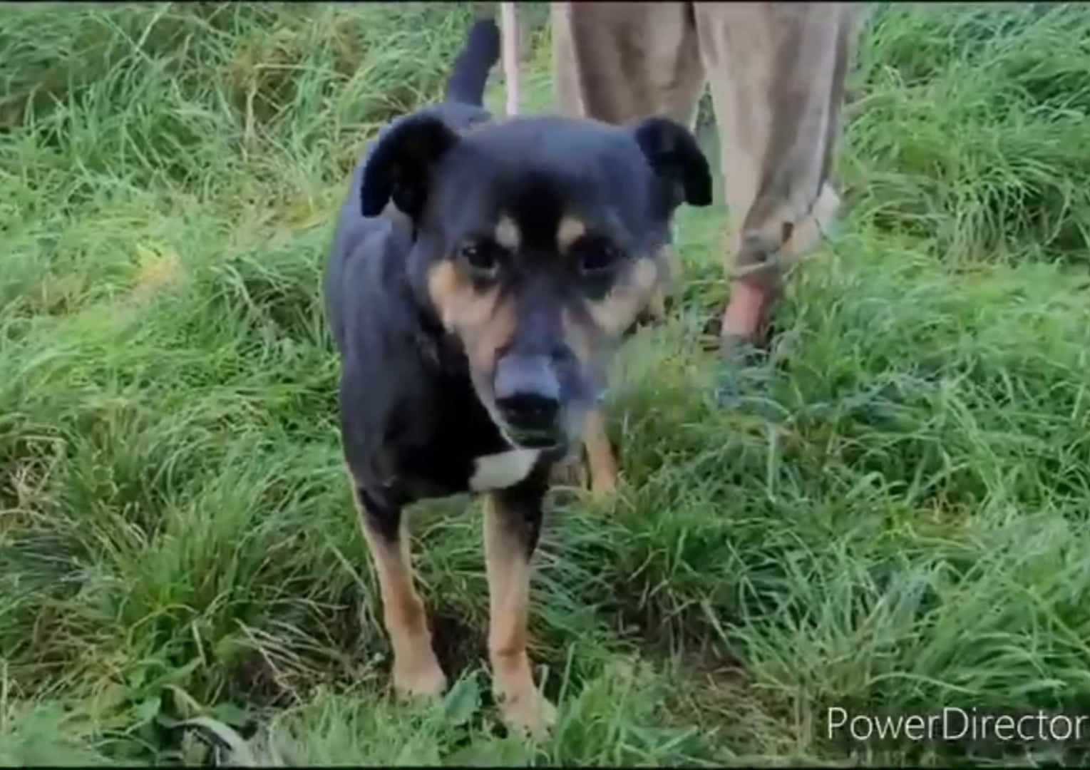 Młody Kusy czeka na dom!