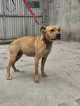 American Staffordshire Terrier Amstaff- schronisko Zgierz-aktualne