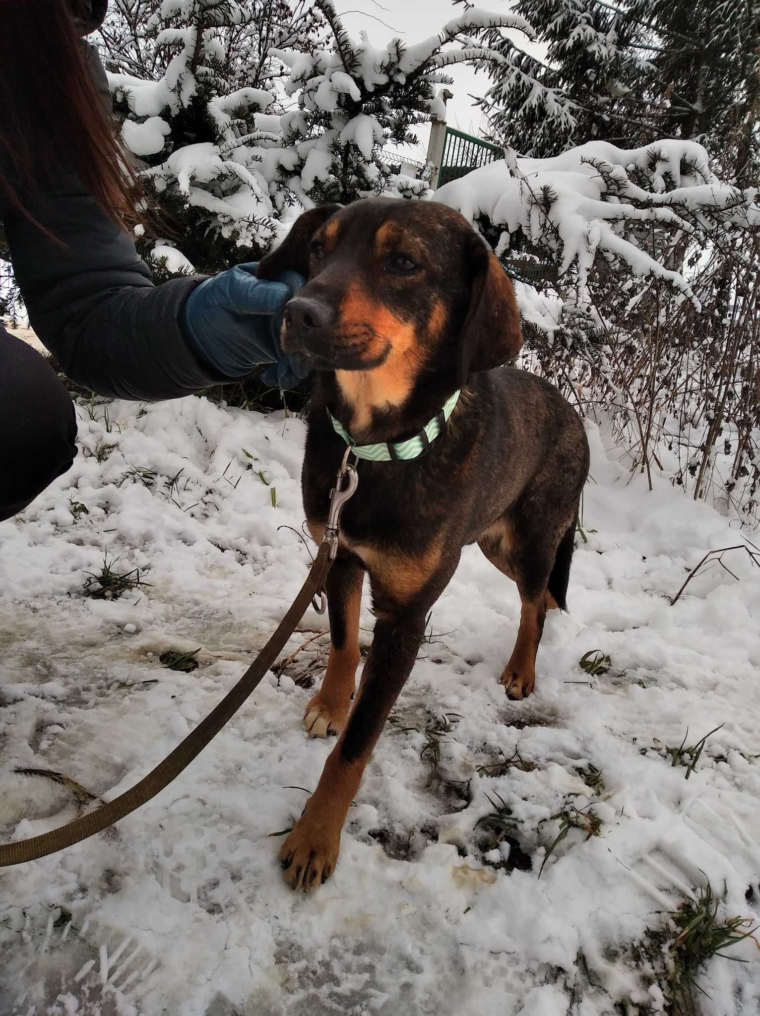 Młodziutki kochany Szaruś szuka domu ADOPCJA