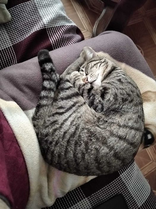Помогите найти кота