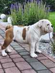 Buldog angielski FCI