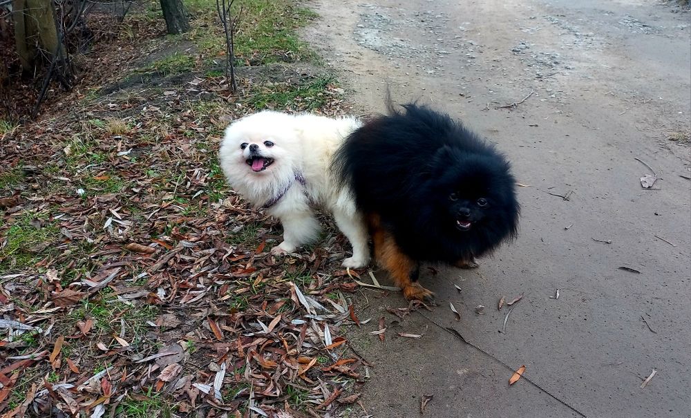 Вязка померанский шпиц