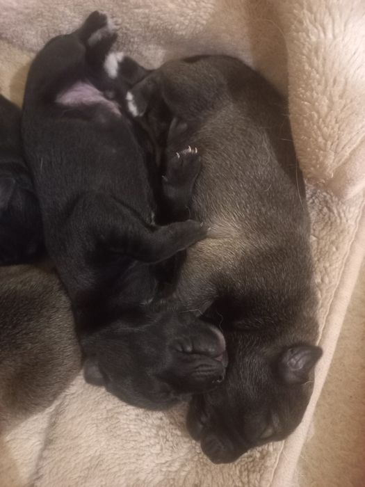 Zostały dwa pieski do oddania