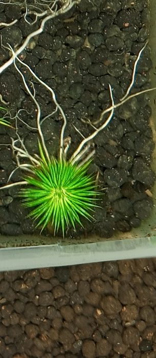 Продам  аквариумные растения.