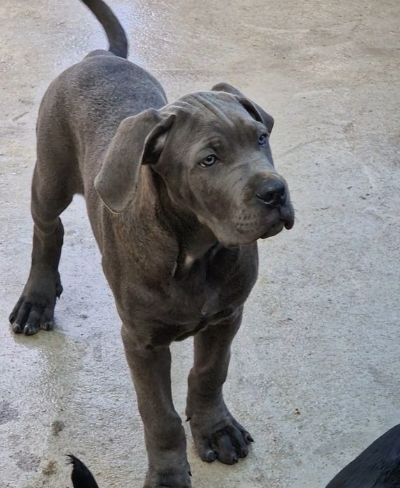 Cane Corso Italiano