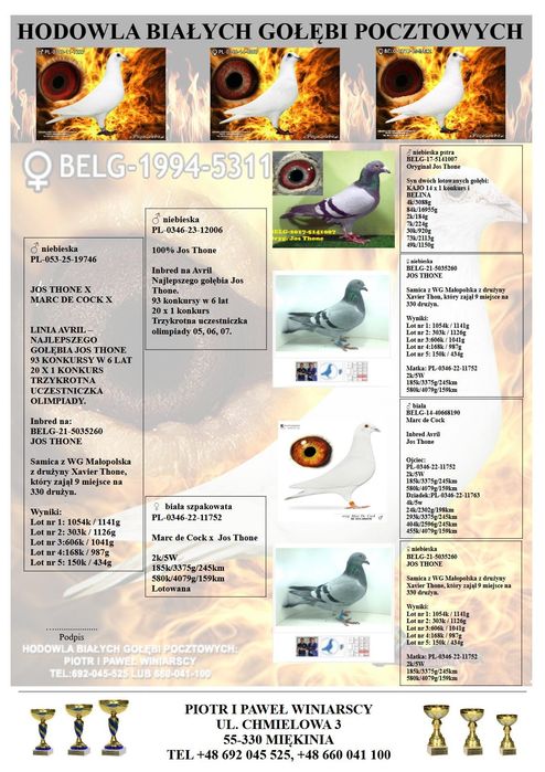 Jos Thoné gołąb, gołębie pocztowe.