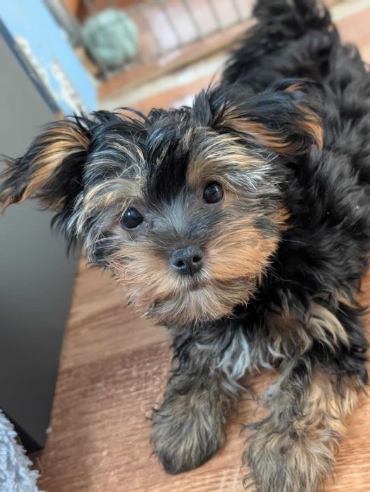Szczeniak Budrys - York Terrier tricolor