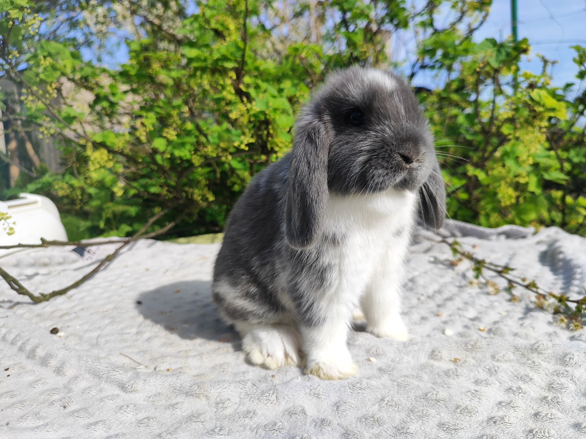 Mini lop rasowy metryka legalna hodowla królik miniaturka baranek