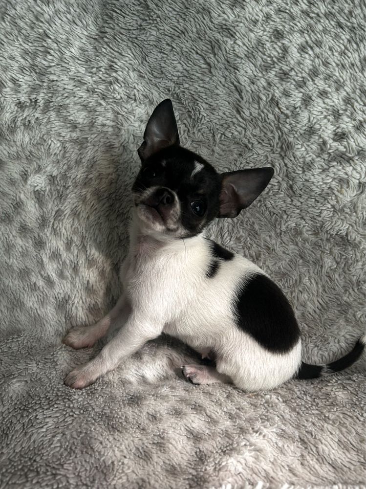Chihuahua mini piesek niebiesko-biały