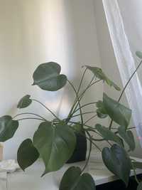 Monstera zielona