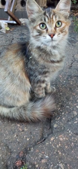 Отдам кошечек. Им 5 месяцев