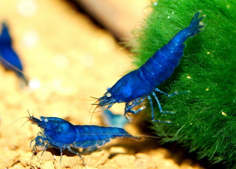 Мох Сингапур, Креветки кристал