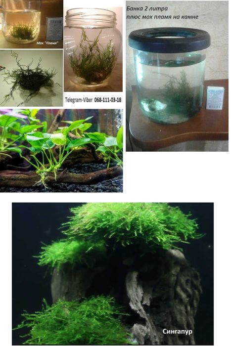 Аквариум Растения Анубиас Мох Пламя Мох Сингапур