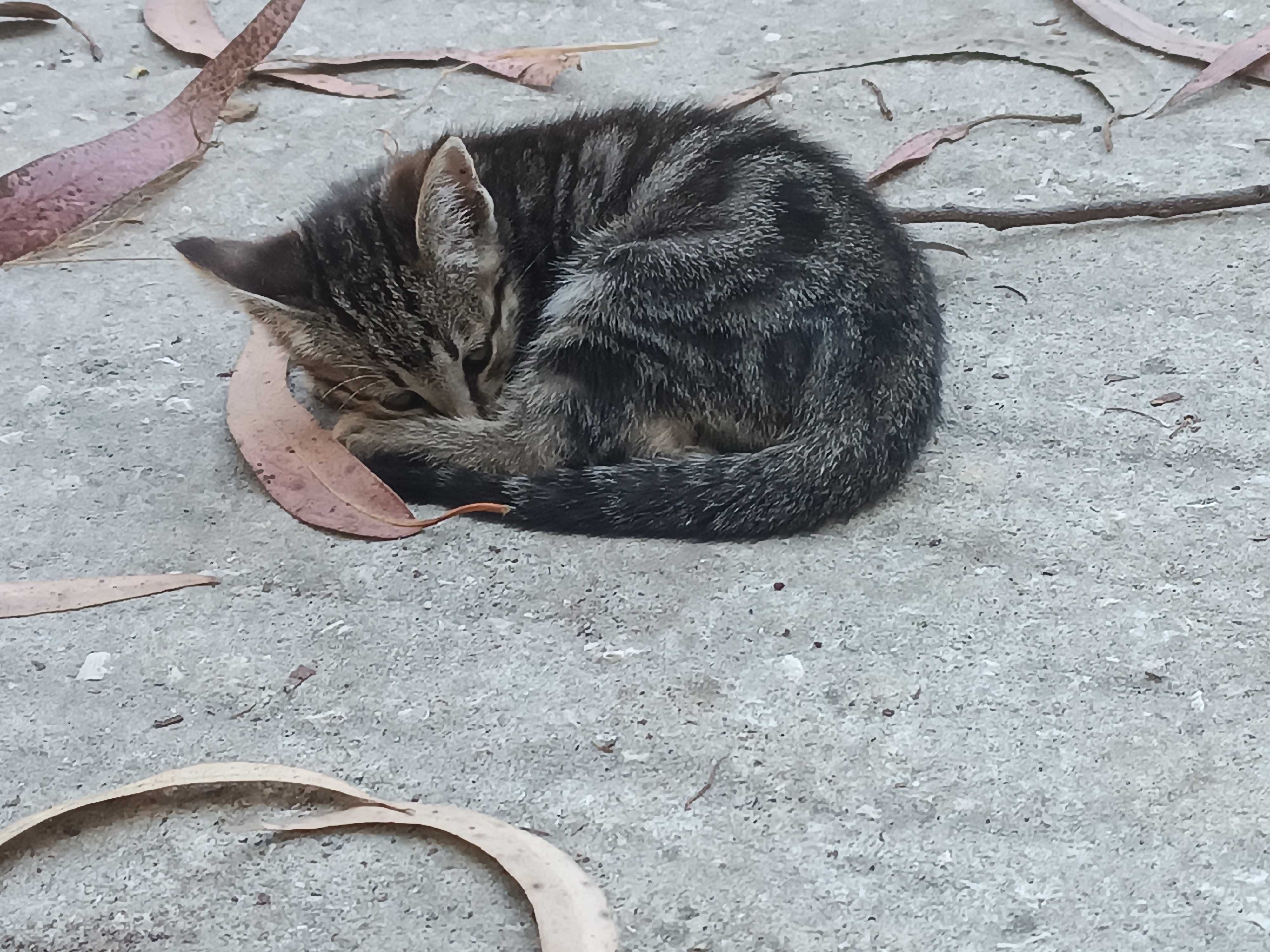 3 gatinhos para adoção responsável