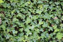 Bluszcz pospolity Hedera Helix