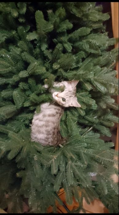 Продається котик