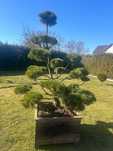 Sosna bonsai 230-240cm