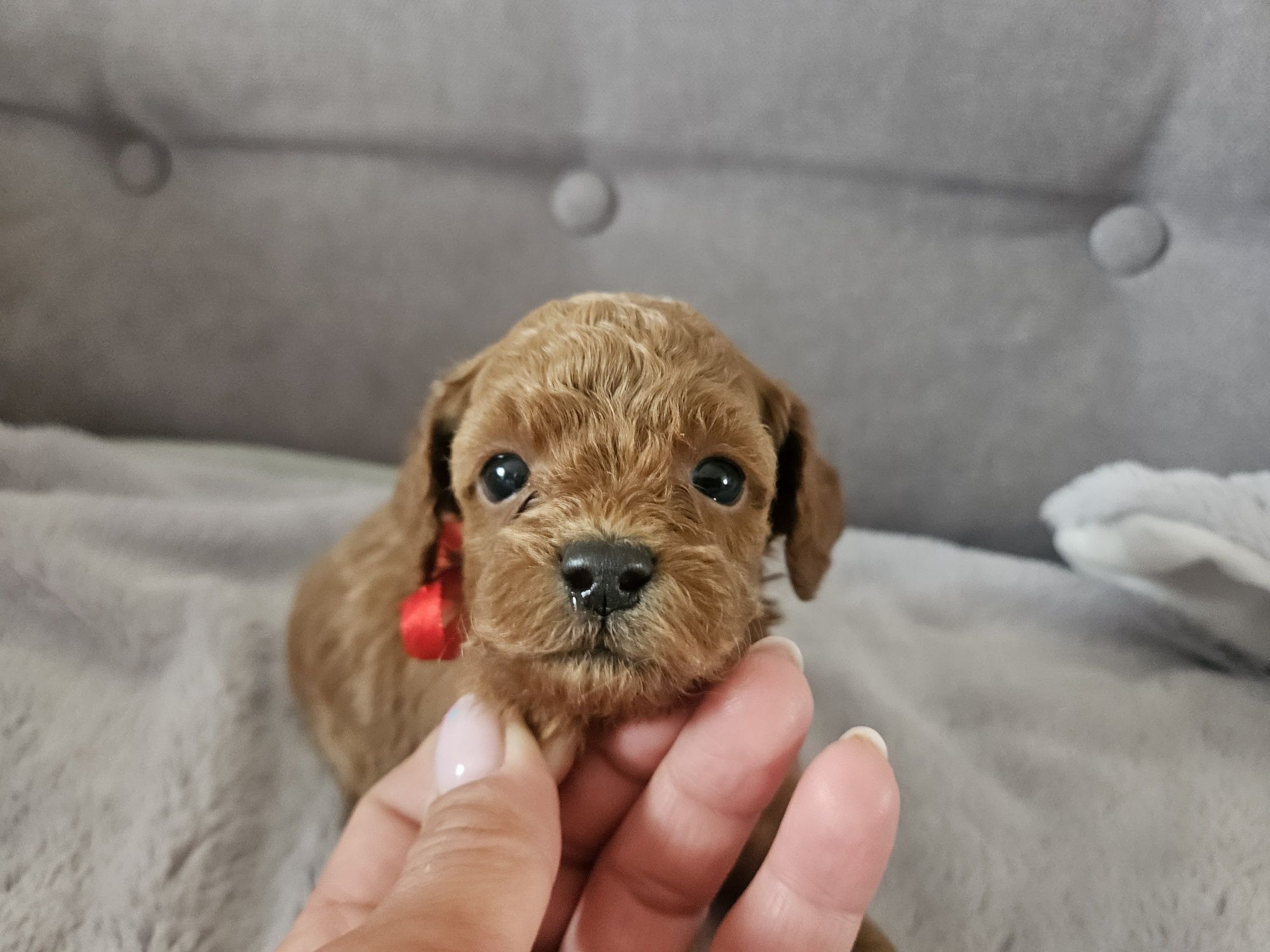 Pudel Toy Red Brown.